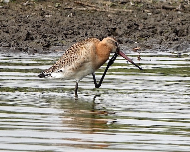black-tailed godwit